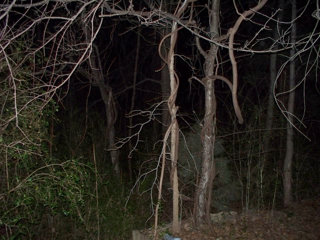 079.jpg (large)